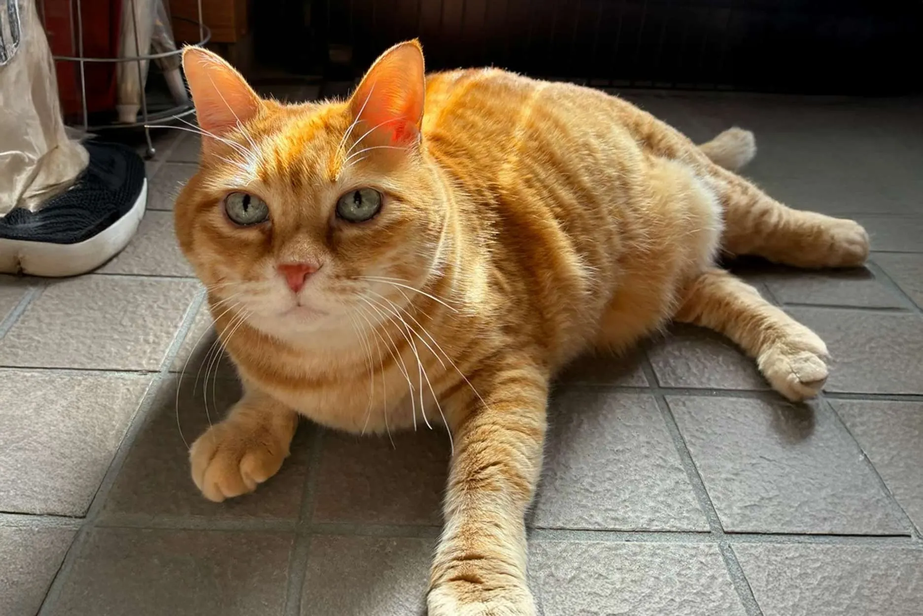 画像：福岡エリア